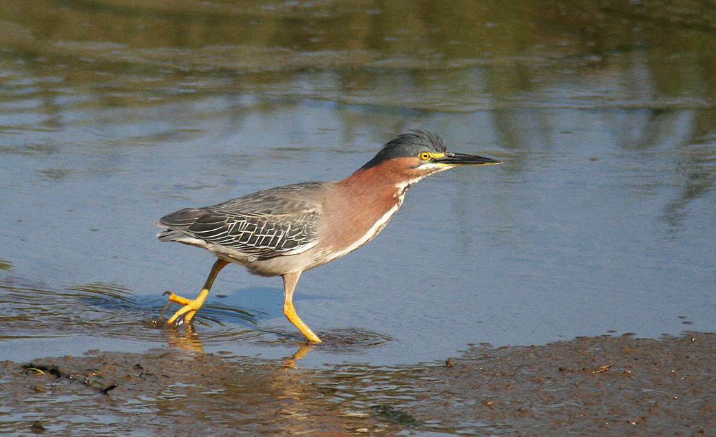 Young Blue Heron?