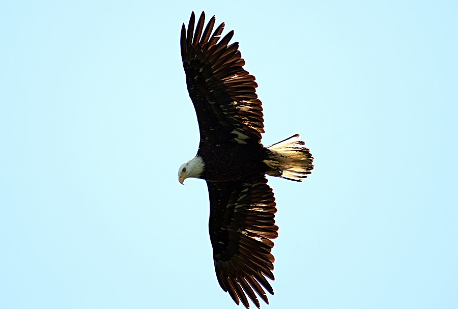 Looking for lunch