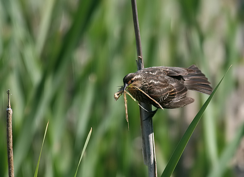 Red winged black bird