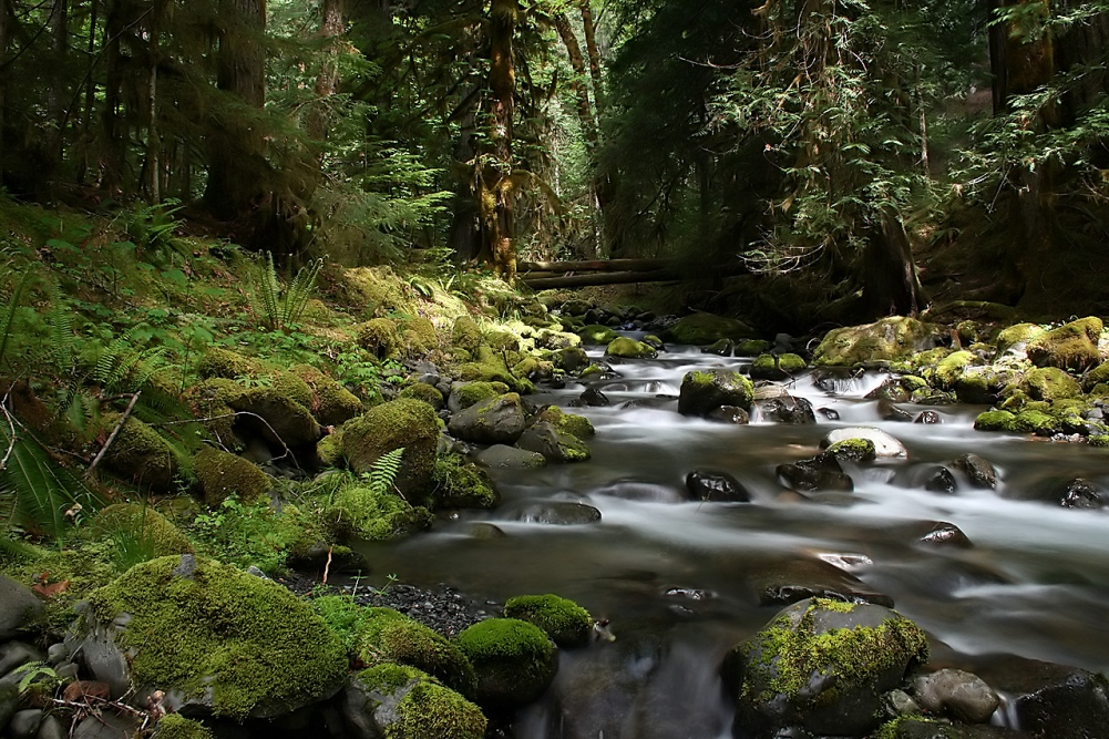 Mountain Stream