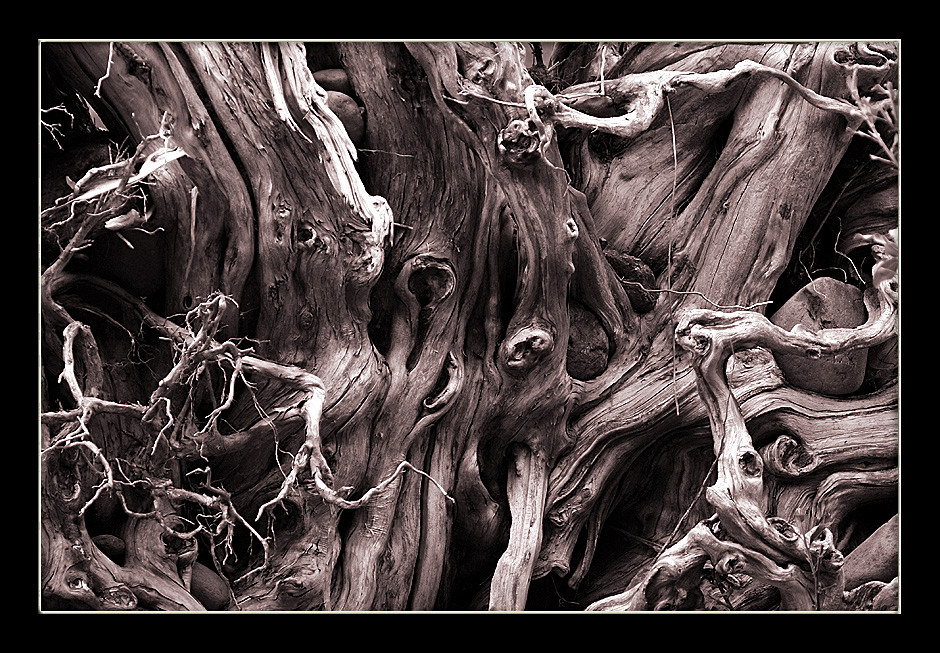 Roots