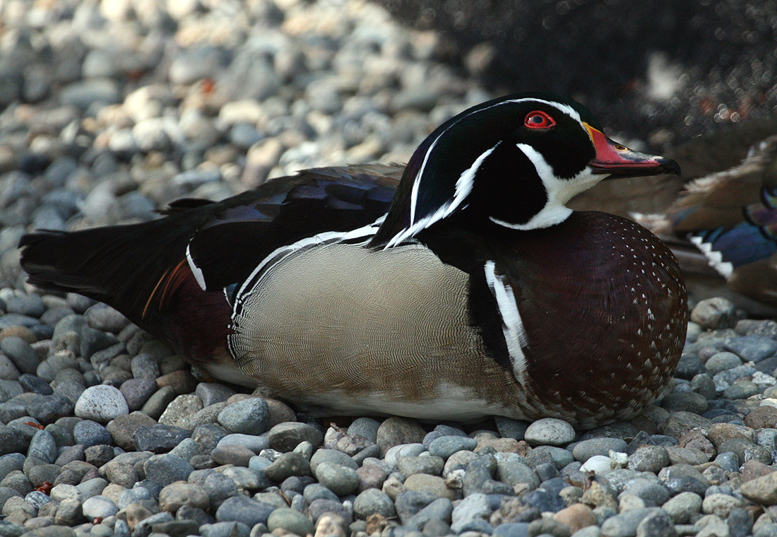 Wood Duck