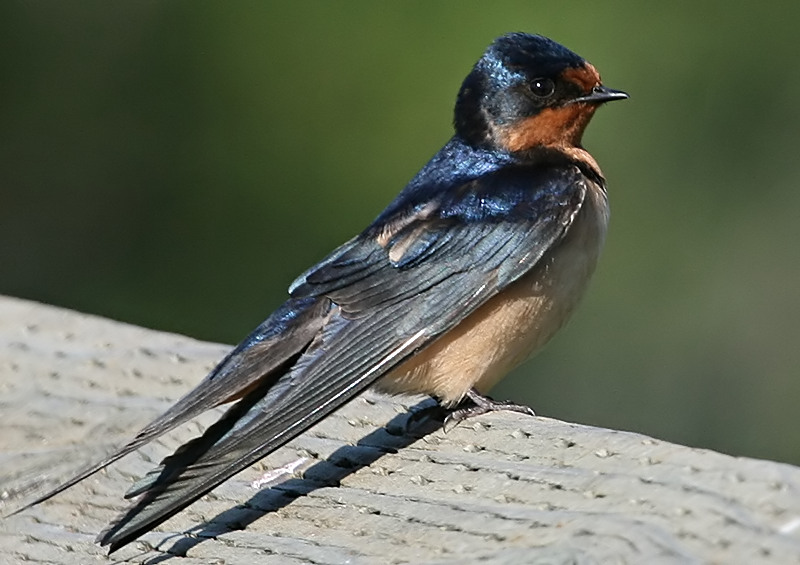 Swallow