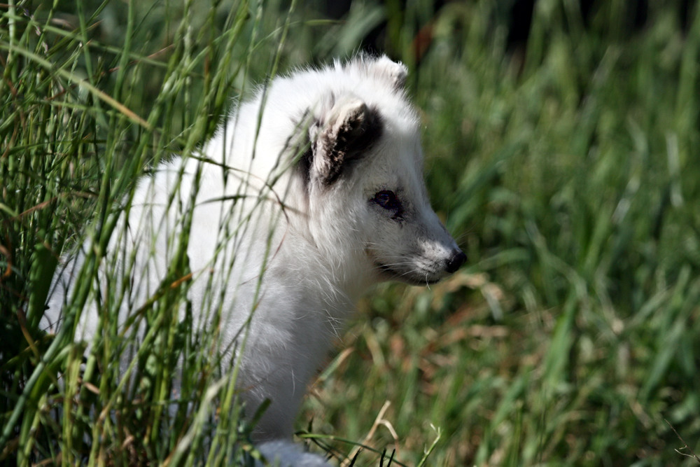 Arctic fox