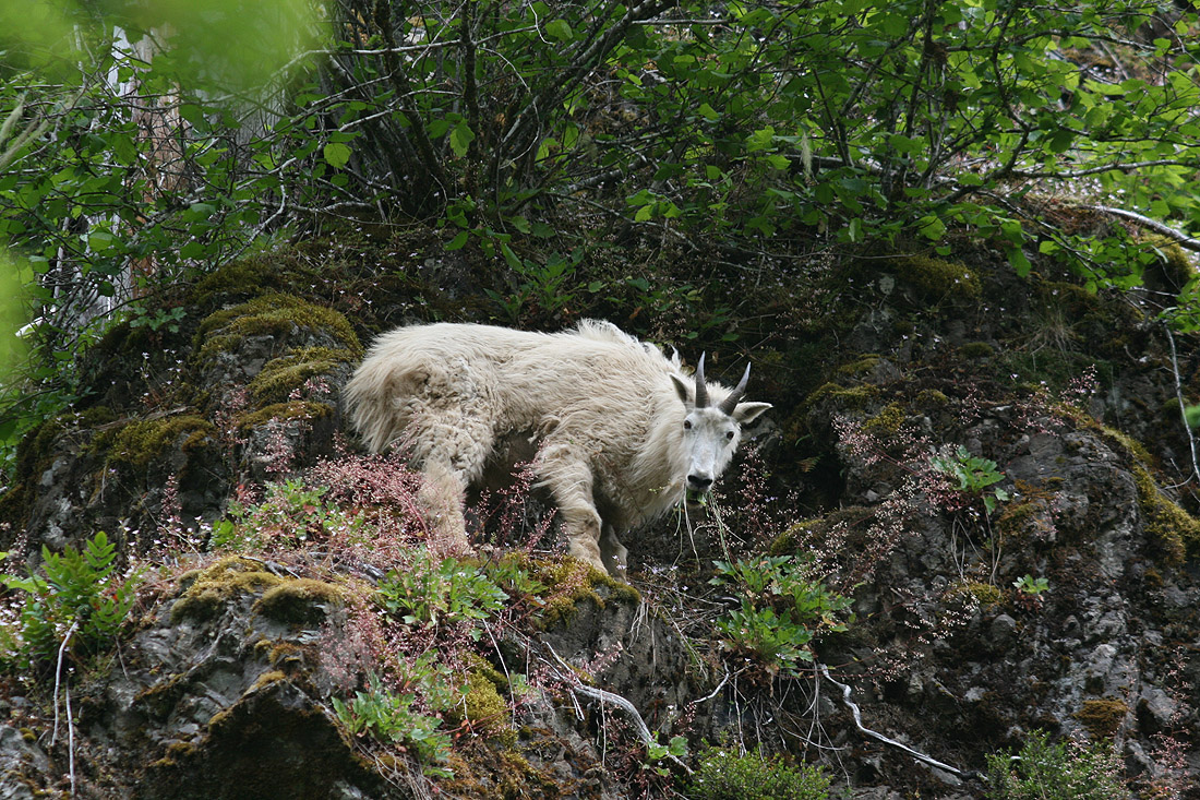 another goat