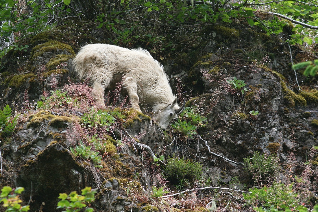 Olympic backcountry goats