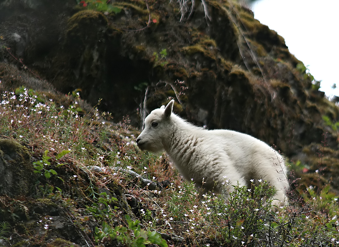 Baby Goat