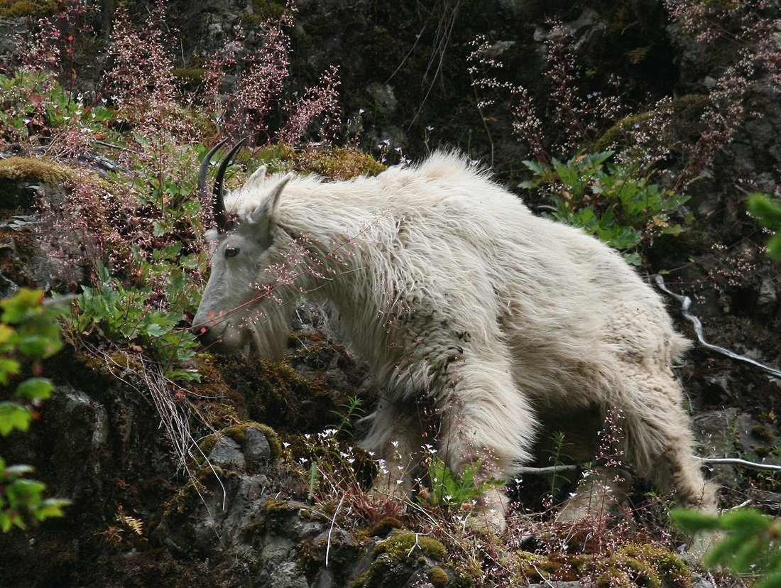 Goats at 4500 feet