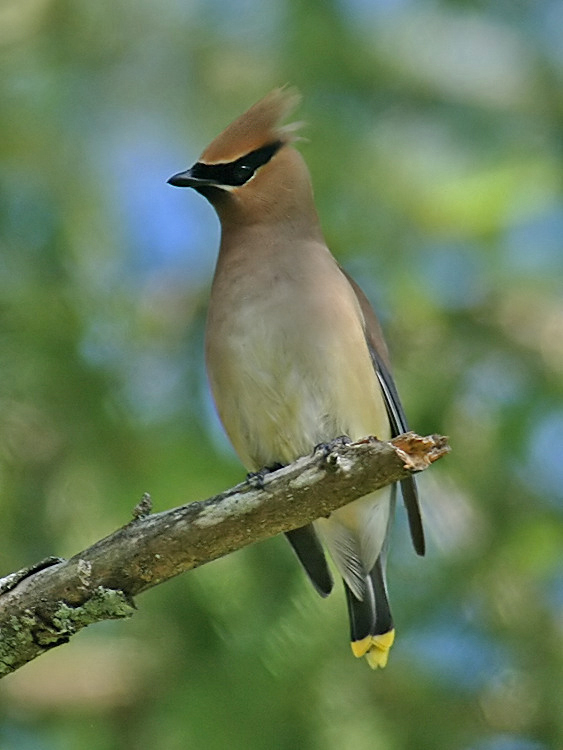 Cedar Waxwing