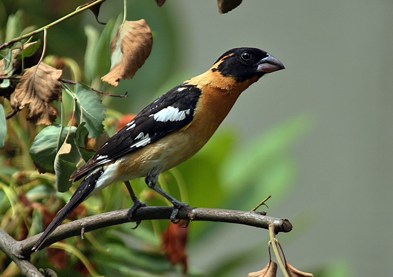 Black Grosbeak