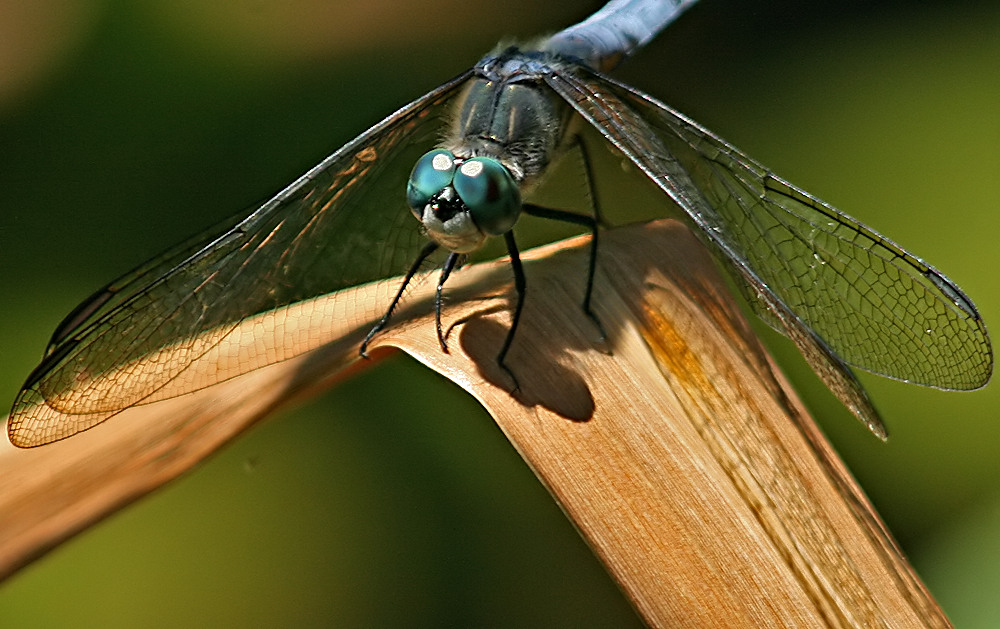 Dragonfly