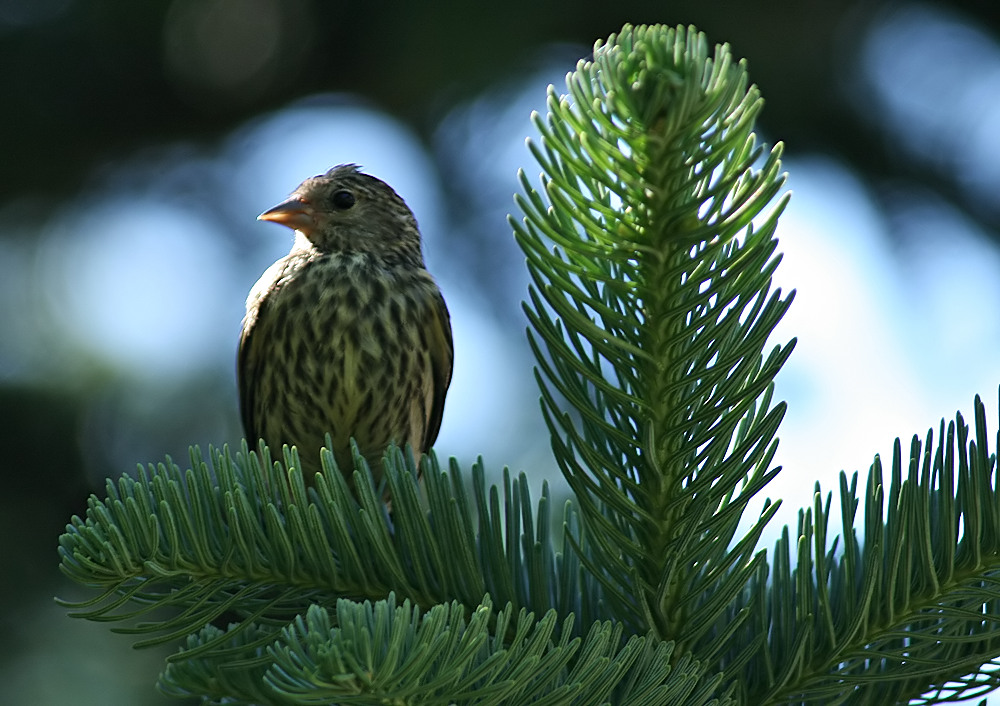 Small bird