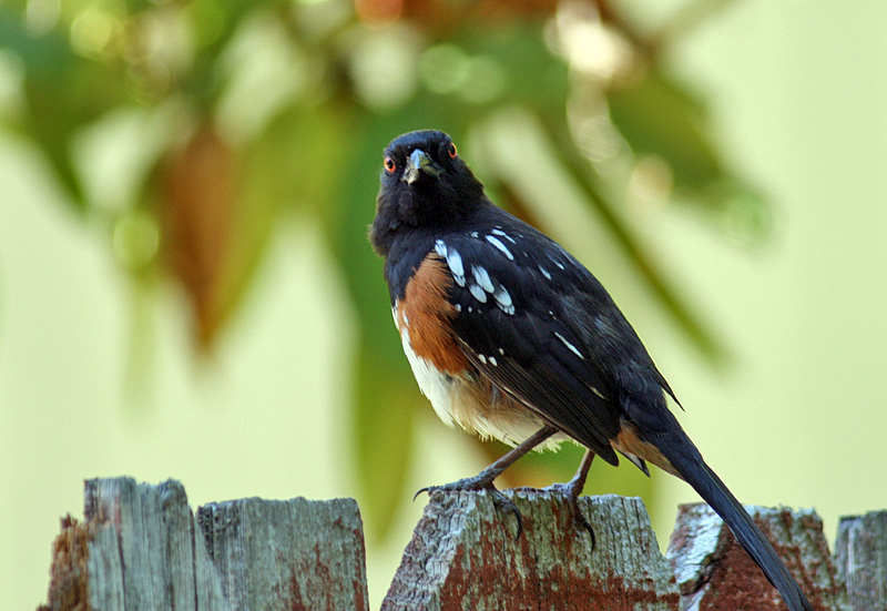 Spotted Towhee 2