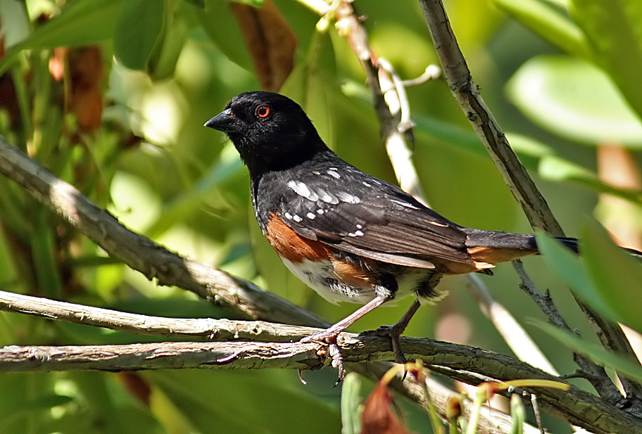 Spotted Towhee