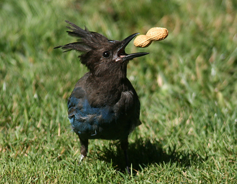 Here boy, catch!