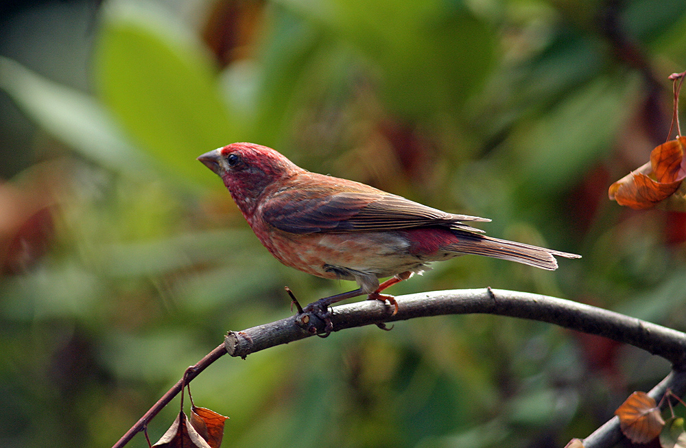 Purple finch