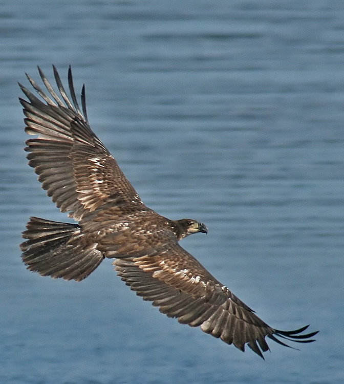 Eagle