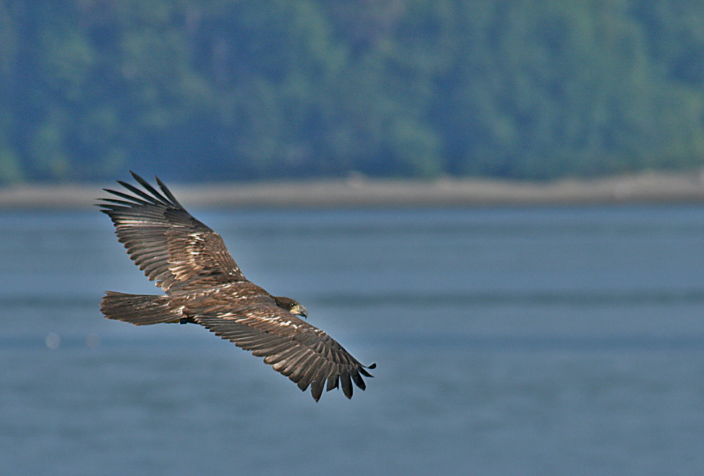 Another eagle