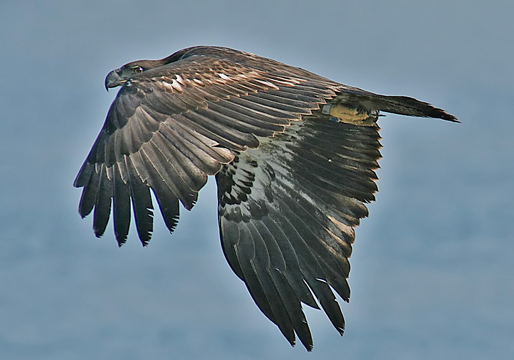 Banded Eagle