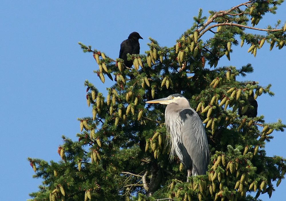 Great Blue Heron