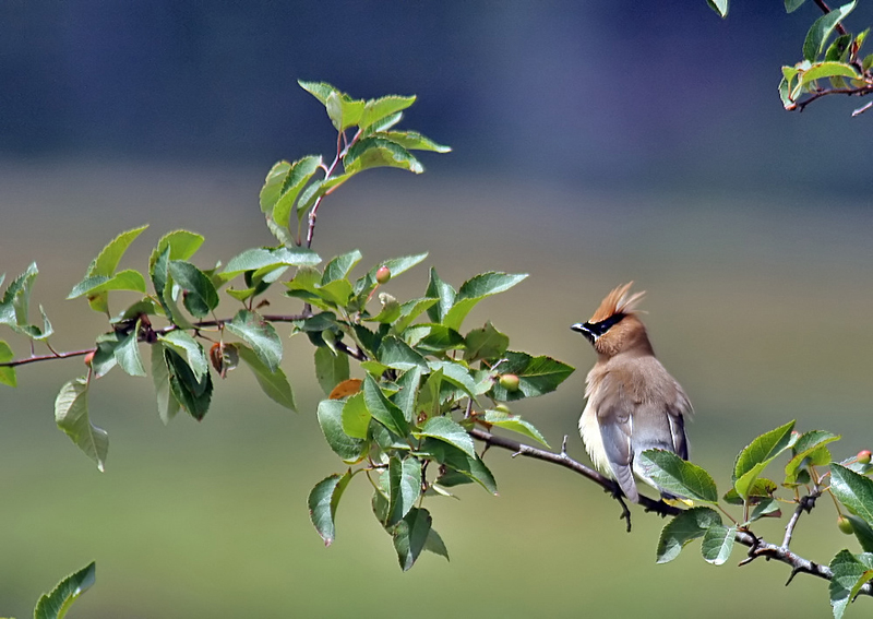 Cedar Waxwing