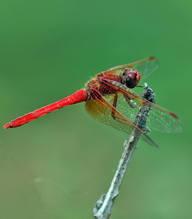 Dragonfly