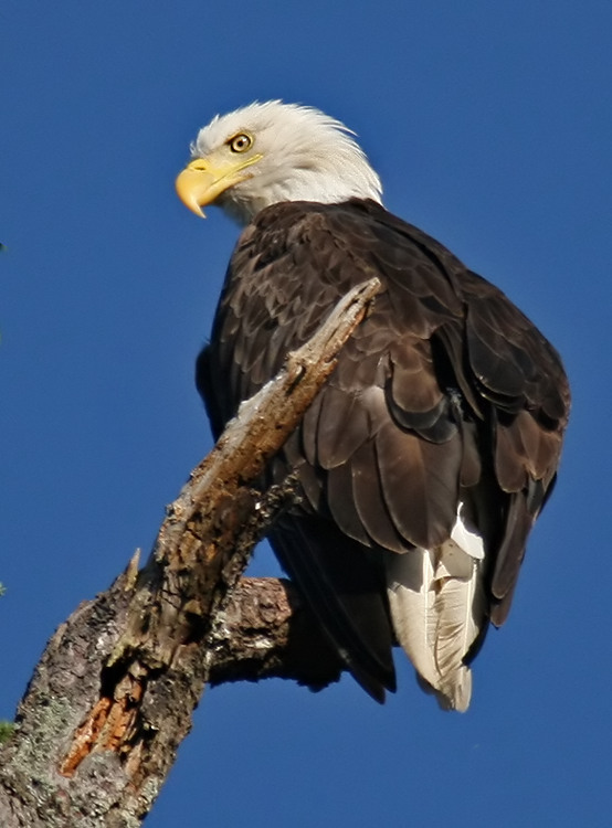 Eagle