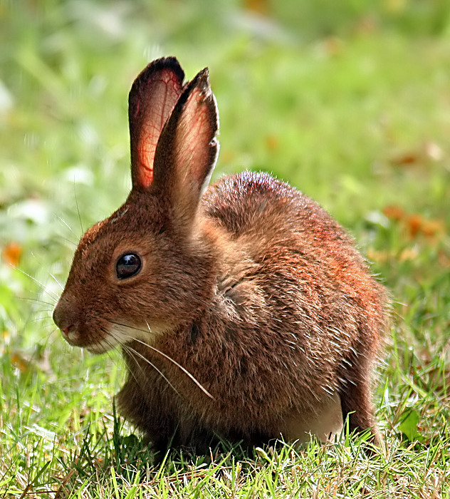 Wild rabbit