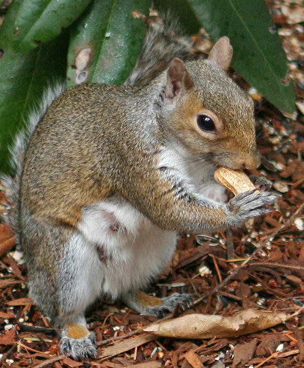 squirrel
