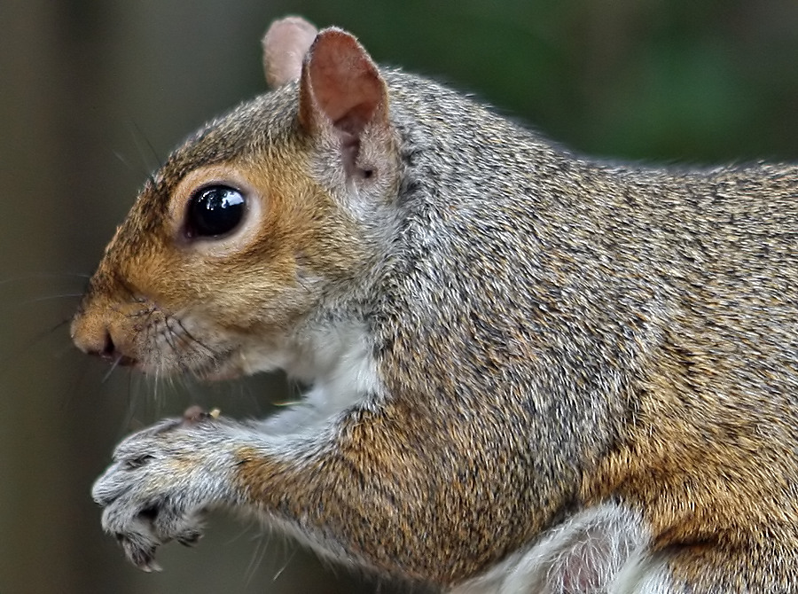 Squirrel Close up