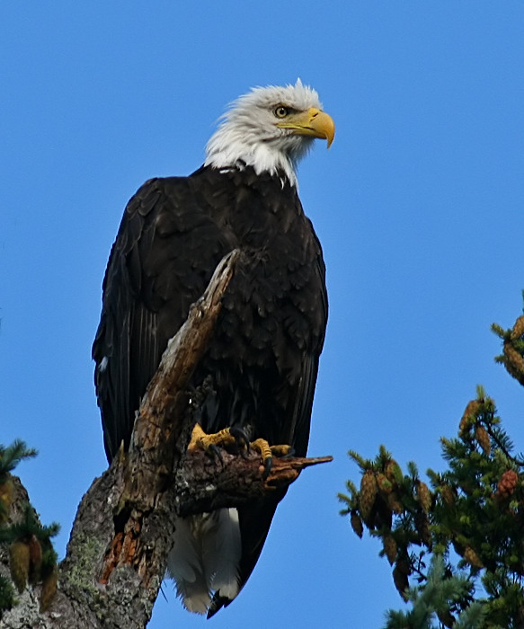 Bald Eagle