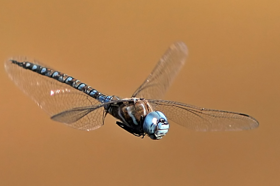 dragonfly in flight