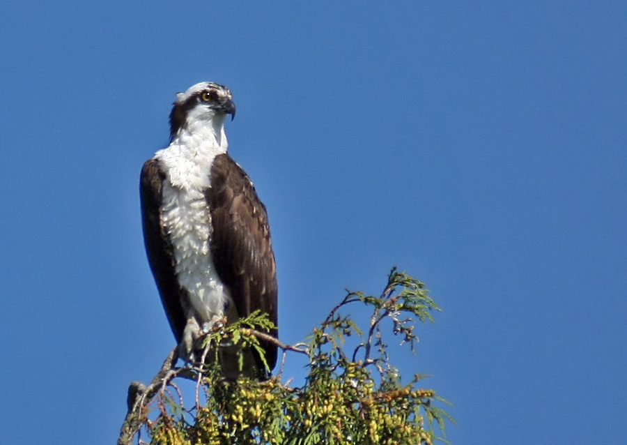 Osprey