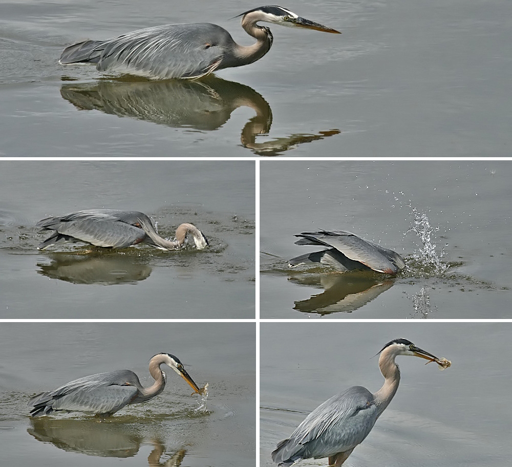 Heron on the hunt