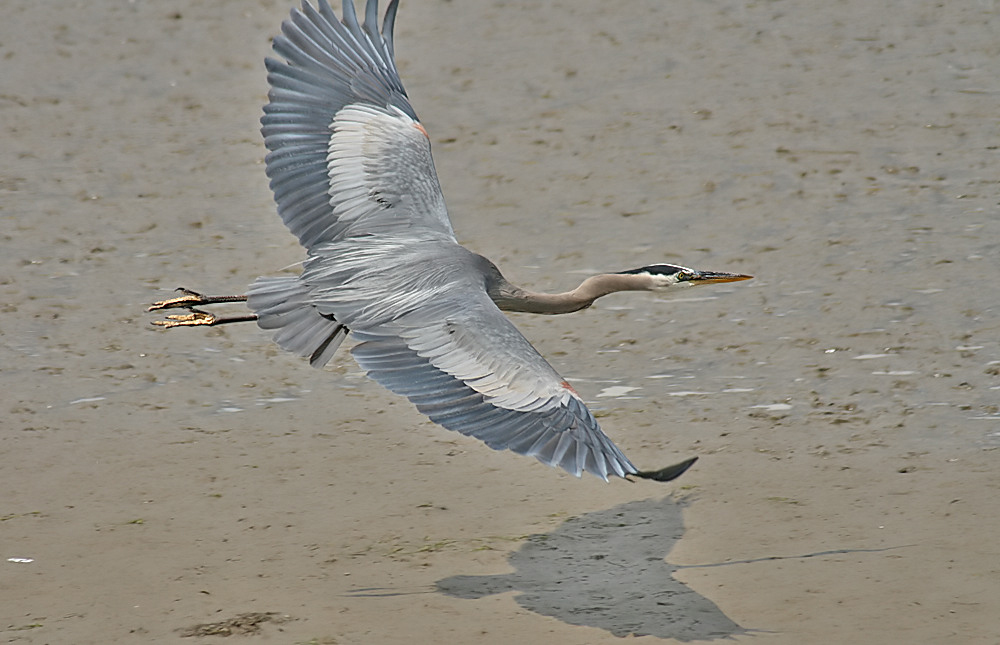 Heron in flight