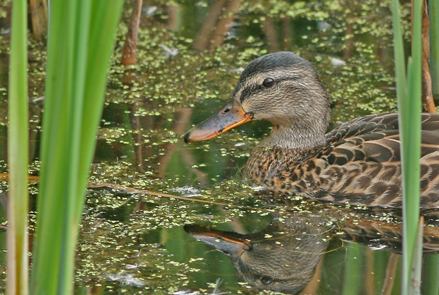 Duck trying to hide