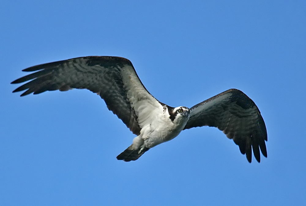 Osprey