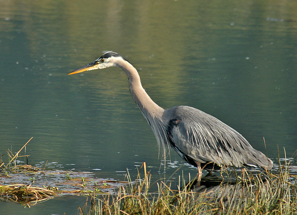 Blue Heron