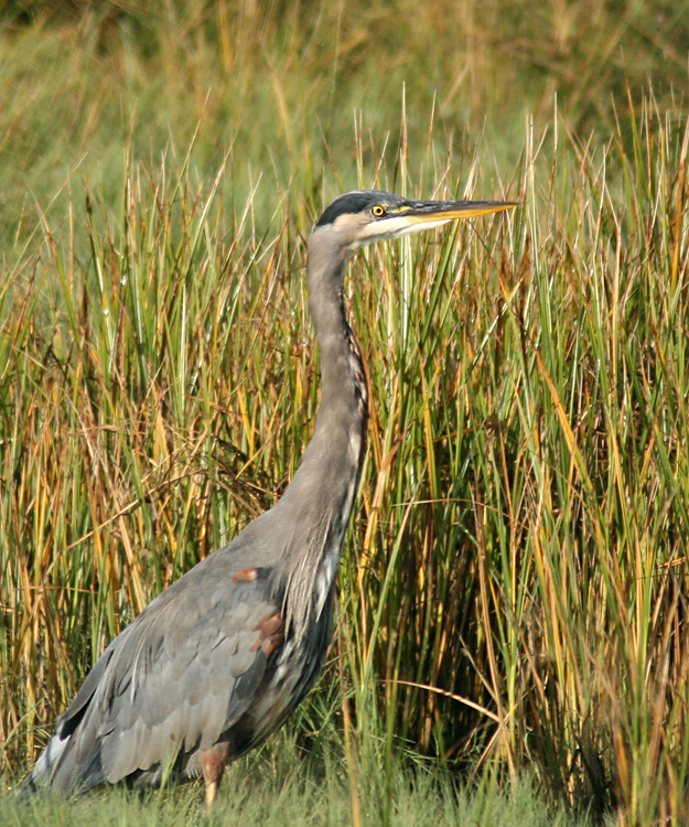 Heron II
