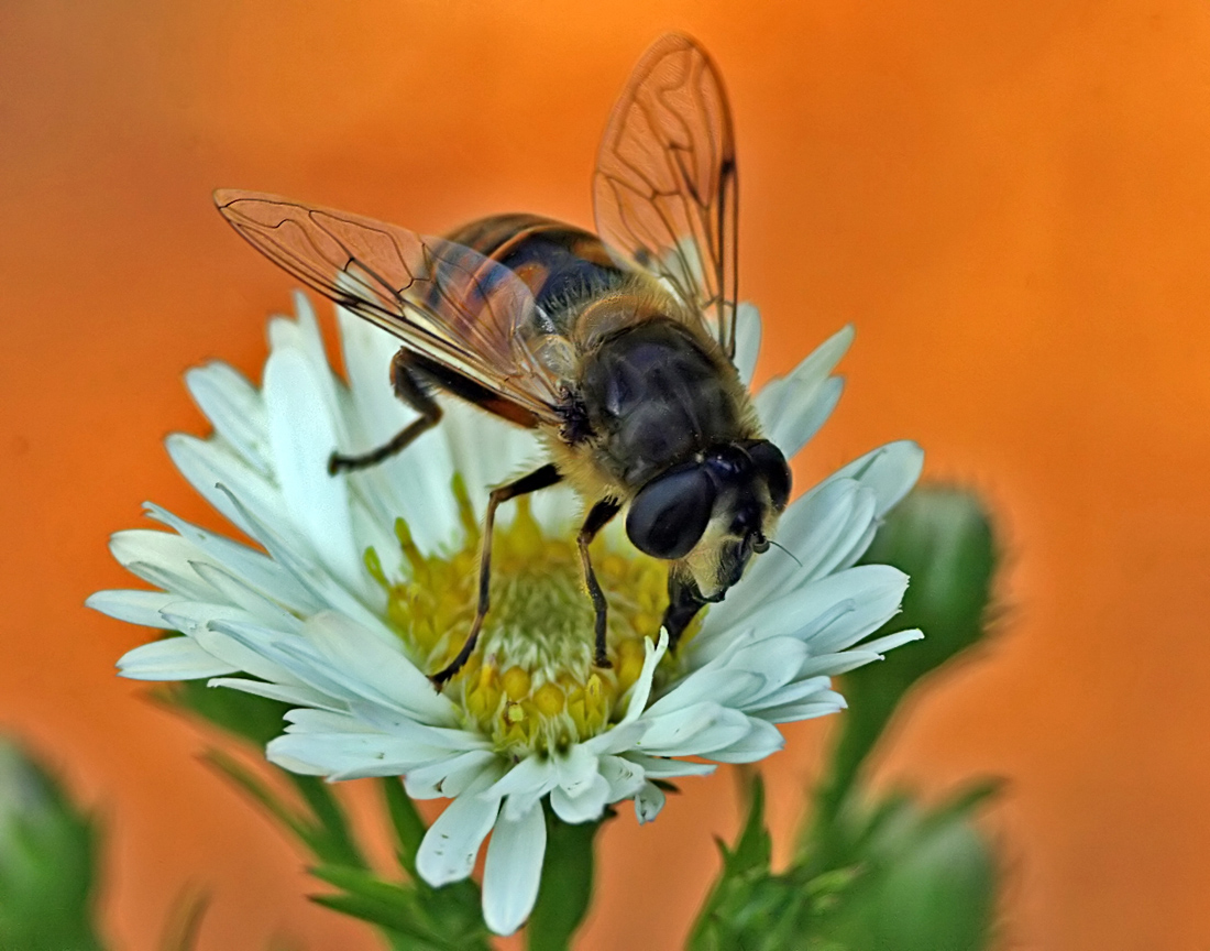 Macro bee