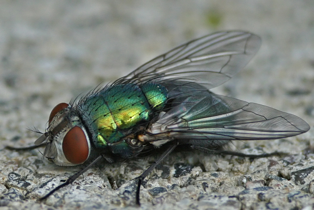 ugly fly