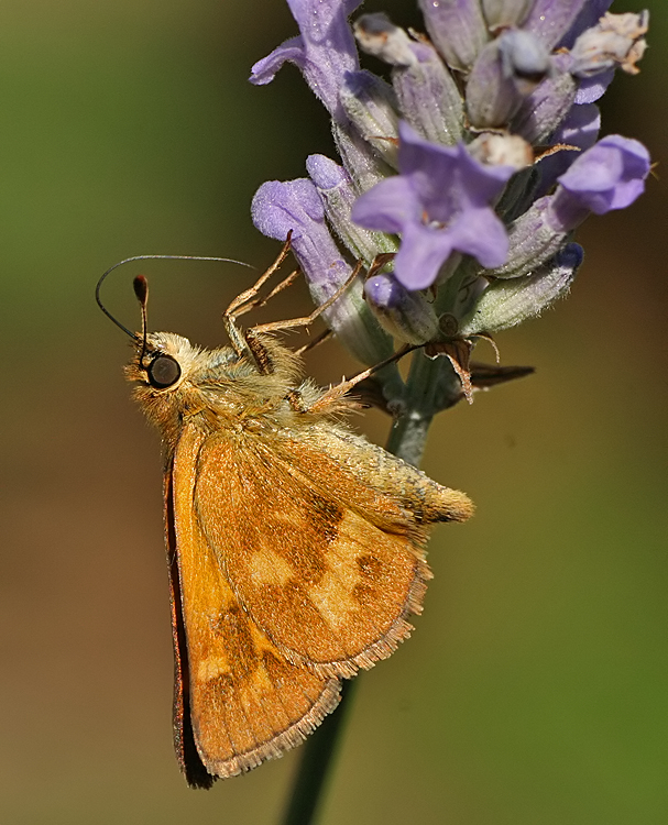 Macro moth