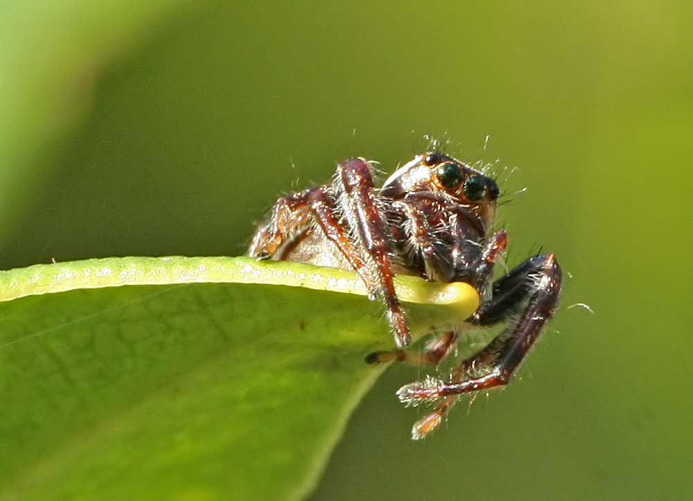 Jumping spider