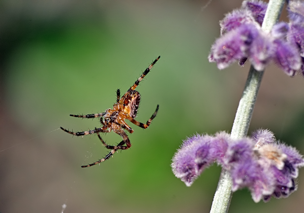 Spider