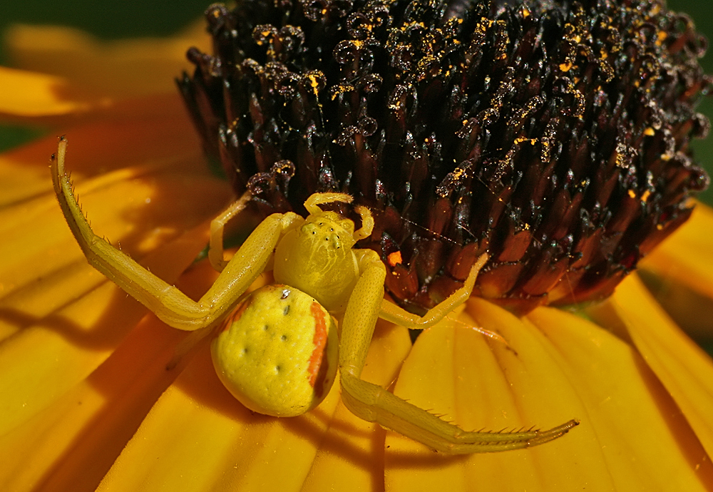 Yellow spider