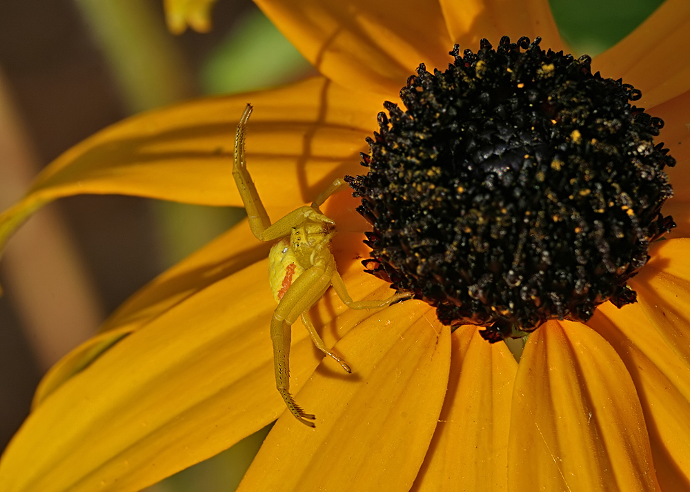 Yellow SpiderII