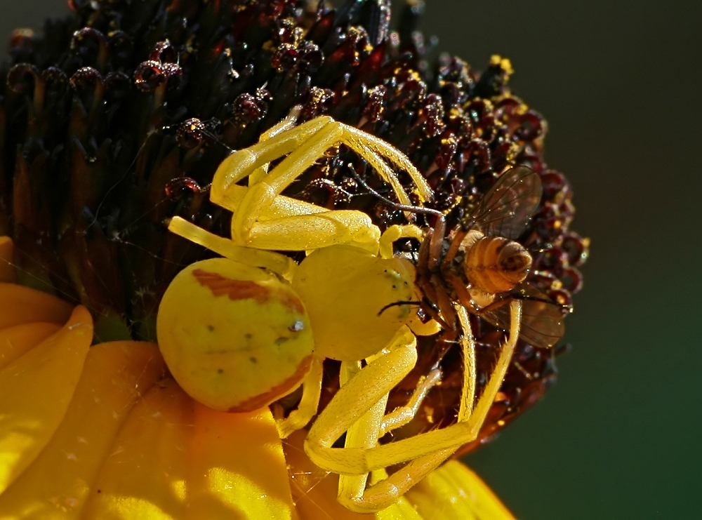 Lunch, Close up