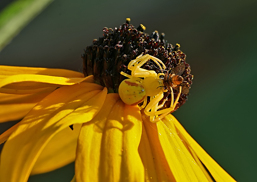 Spider with his lunch