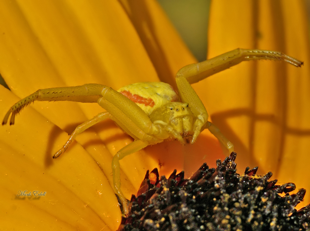 Crab Spider