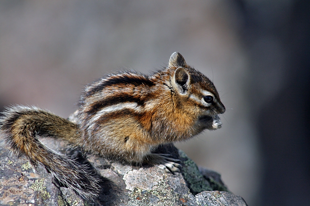 Chipmunk on the summit